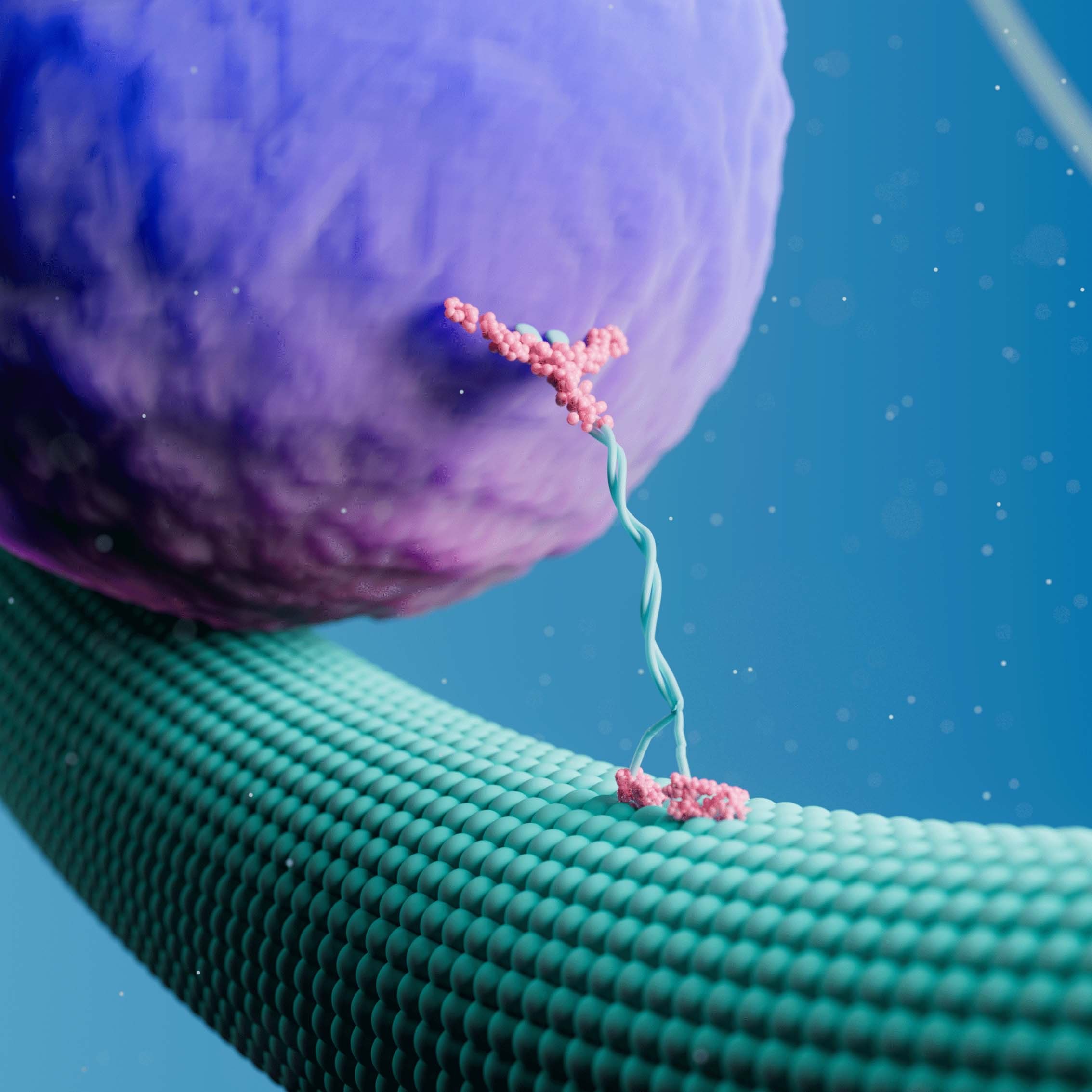 3D animation of Cytoskeleton structure and transport closeup mechanism.jpg